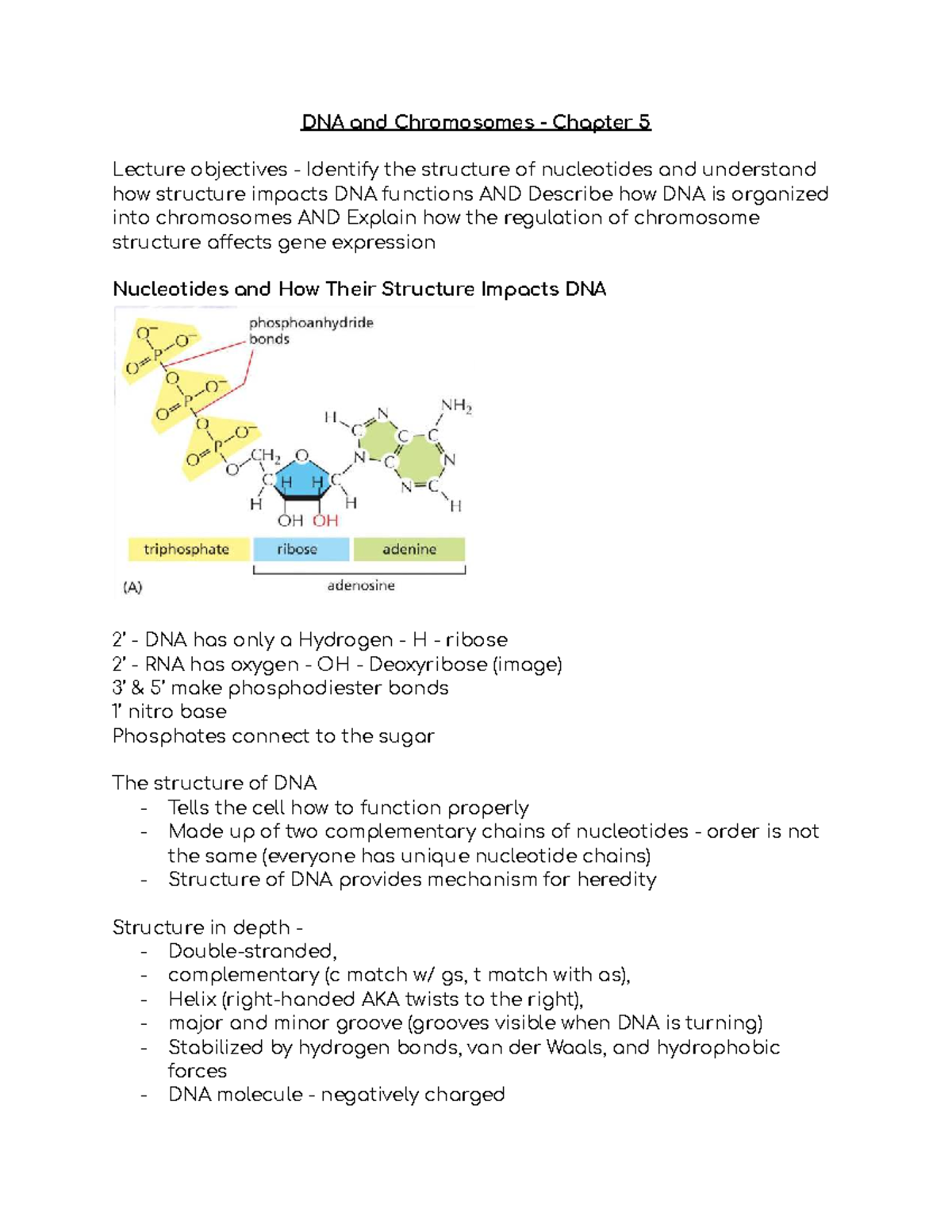 DNA and Chromosomes - Chapter 5 Lecture Notes - Studocu