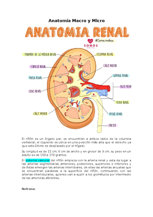 Riñones Anatomía, función y estructura interna Kenhub - Riñón (Anatomía ...