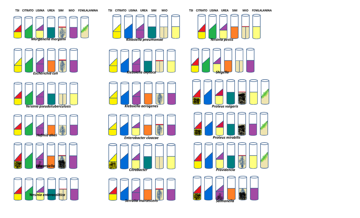Bioquímica de Enterobacterias: Características y Clasificación - Studocu