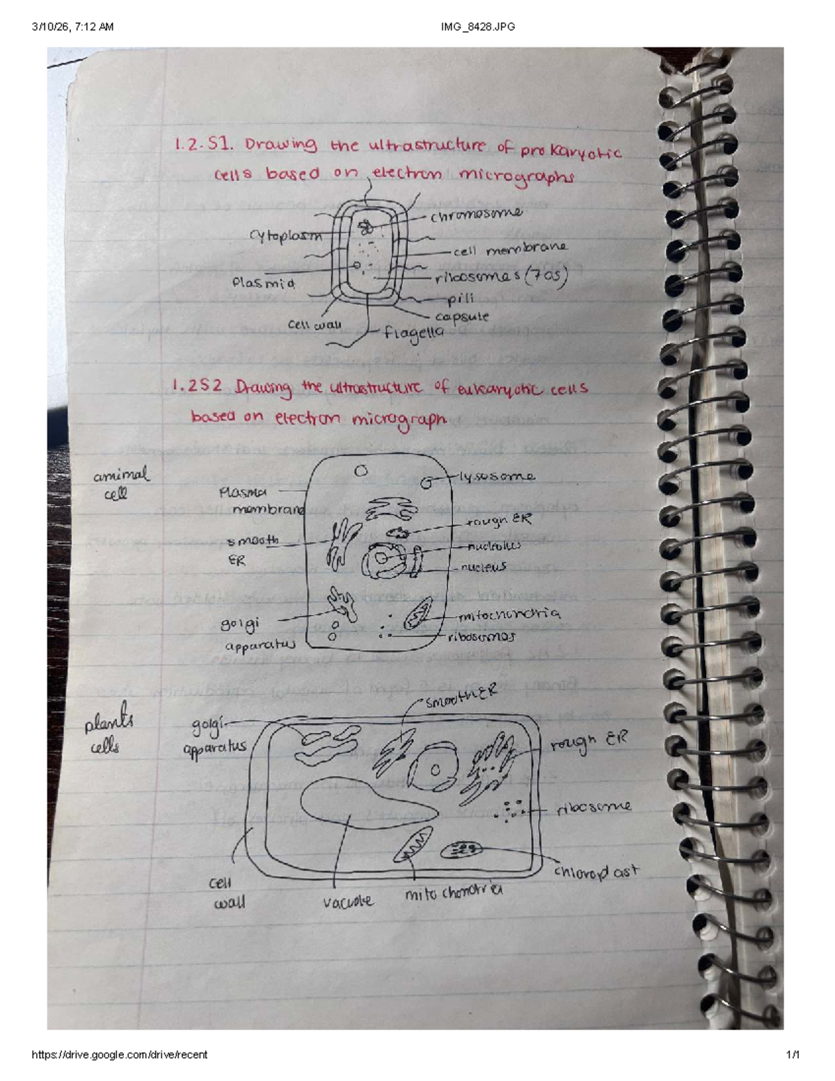 Biology 1.2.51: Cell Structure Notes on Prokaryotic & Eukaryotic Cells ...