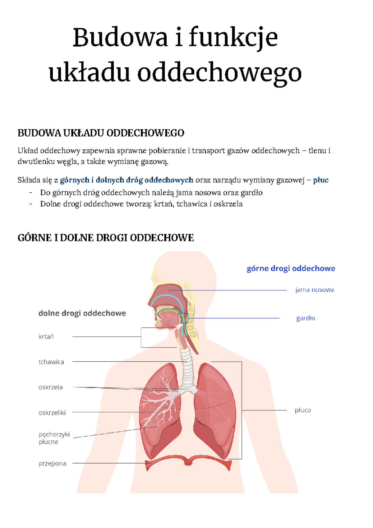 Układ Oddechowy - Notatki z Biologii Poziom Rozszerzony - Studocu