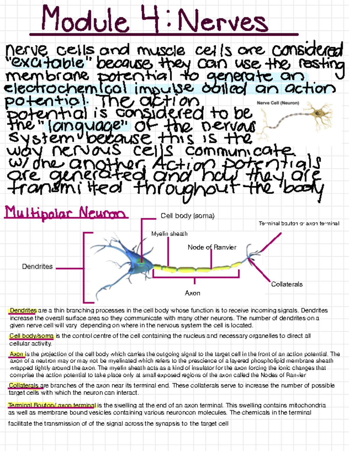 Module 4: Nerves in the Body - Dendrites Cell body (soma) Axon Myelin ...