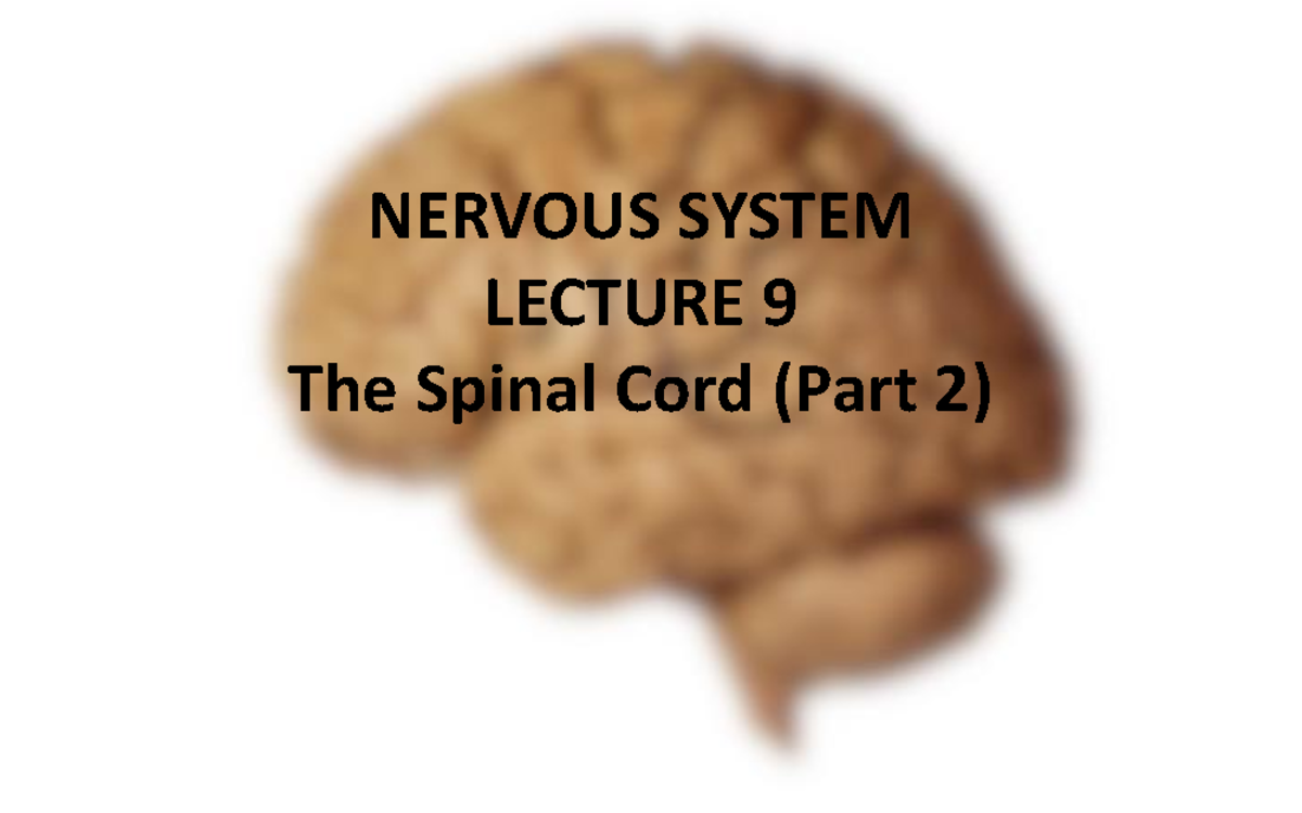 Nervous System LECTURE 9: Spinal Cord & Reflex Pathways - Studocu