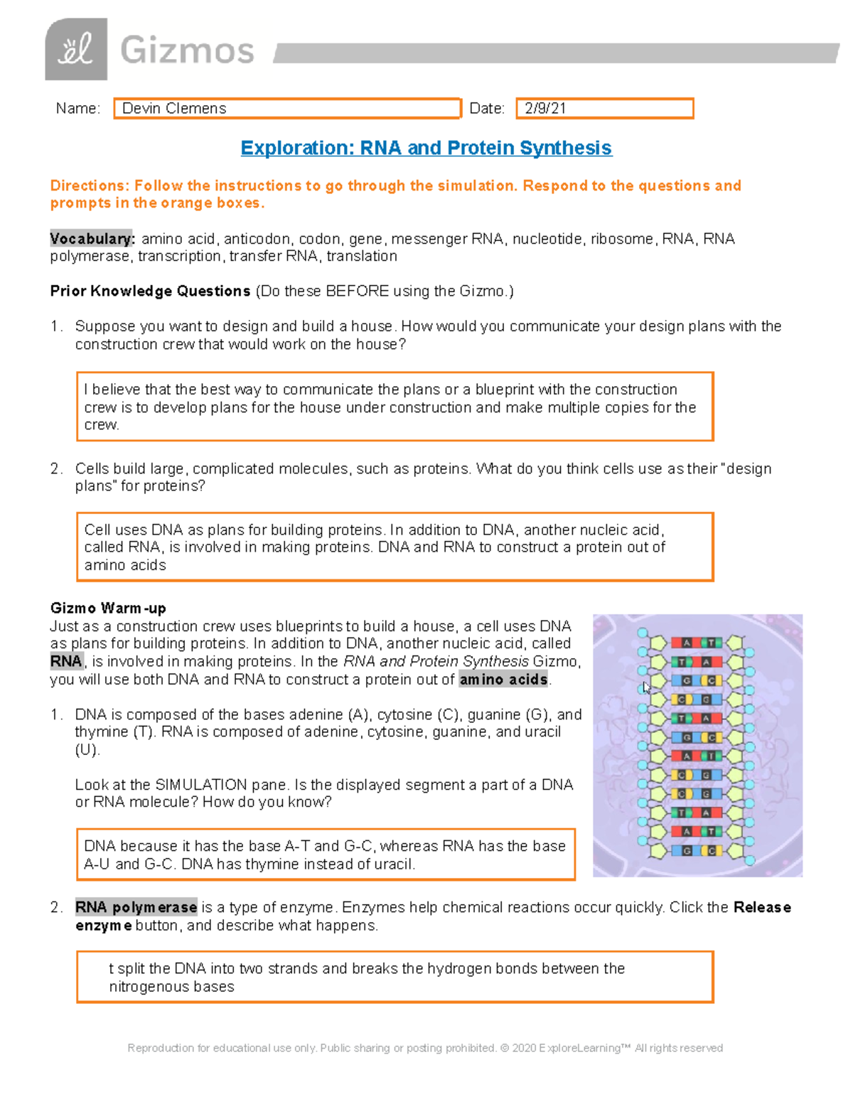 RNA and Protein Synthesis Lab Report: Transcription & Translation - Studocu