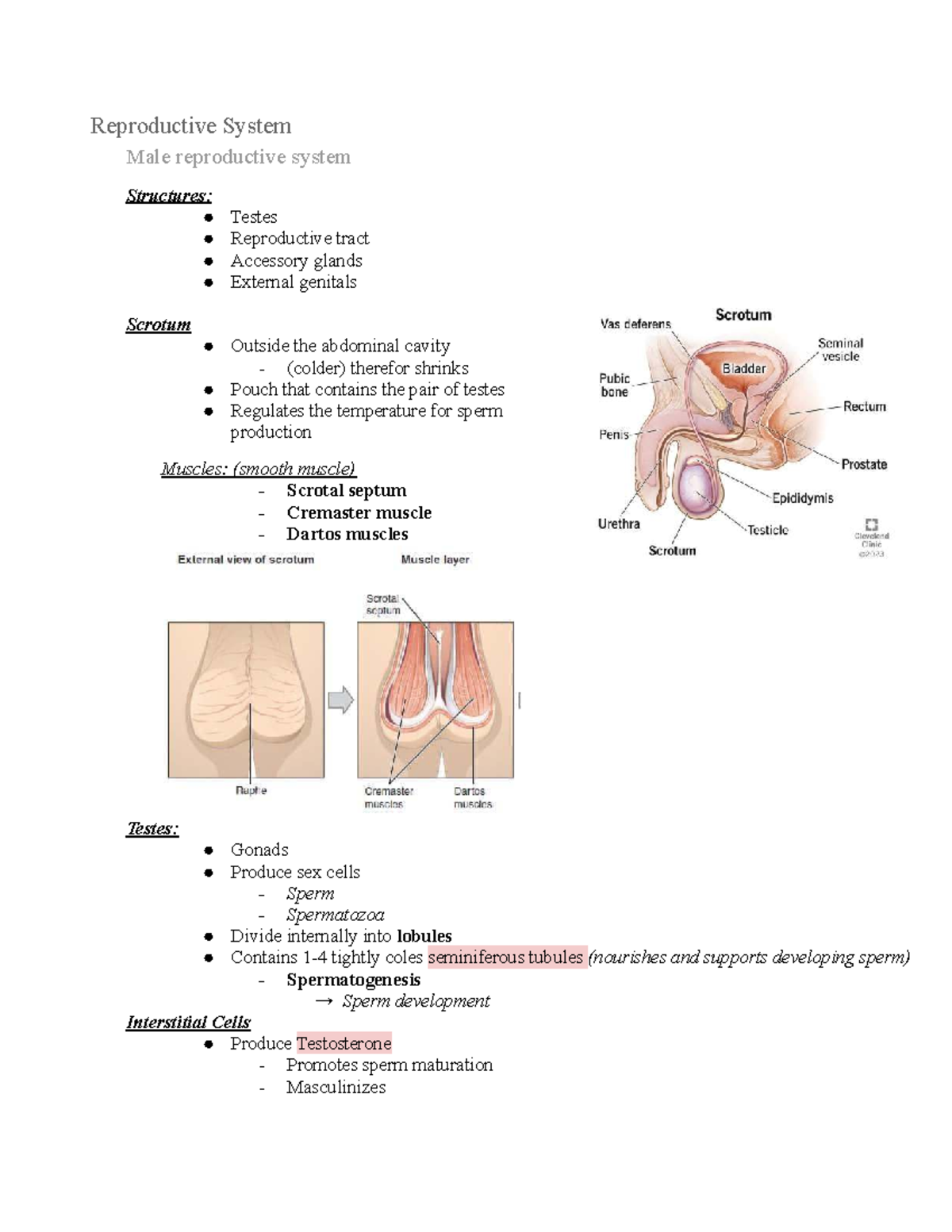BIO 0110 Reproductive System: Male & Female Structures and Functions ...