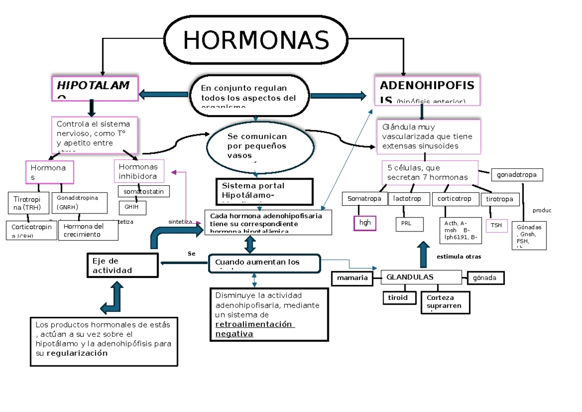 Hormonas Hipotalámicas y su Control en el Sistema Nervioso - GHIH, TRH ...