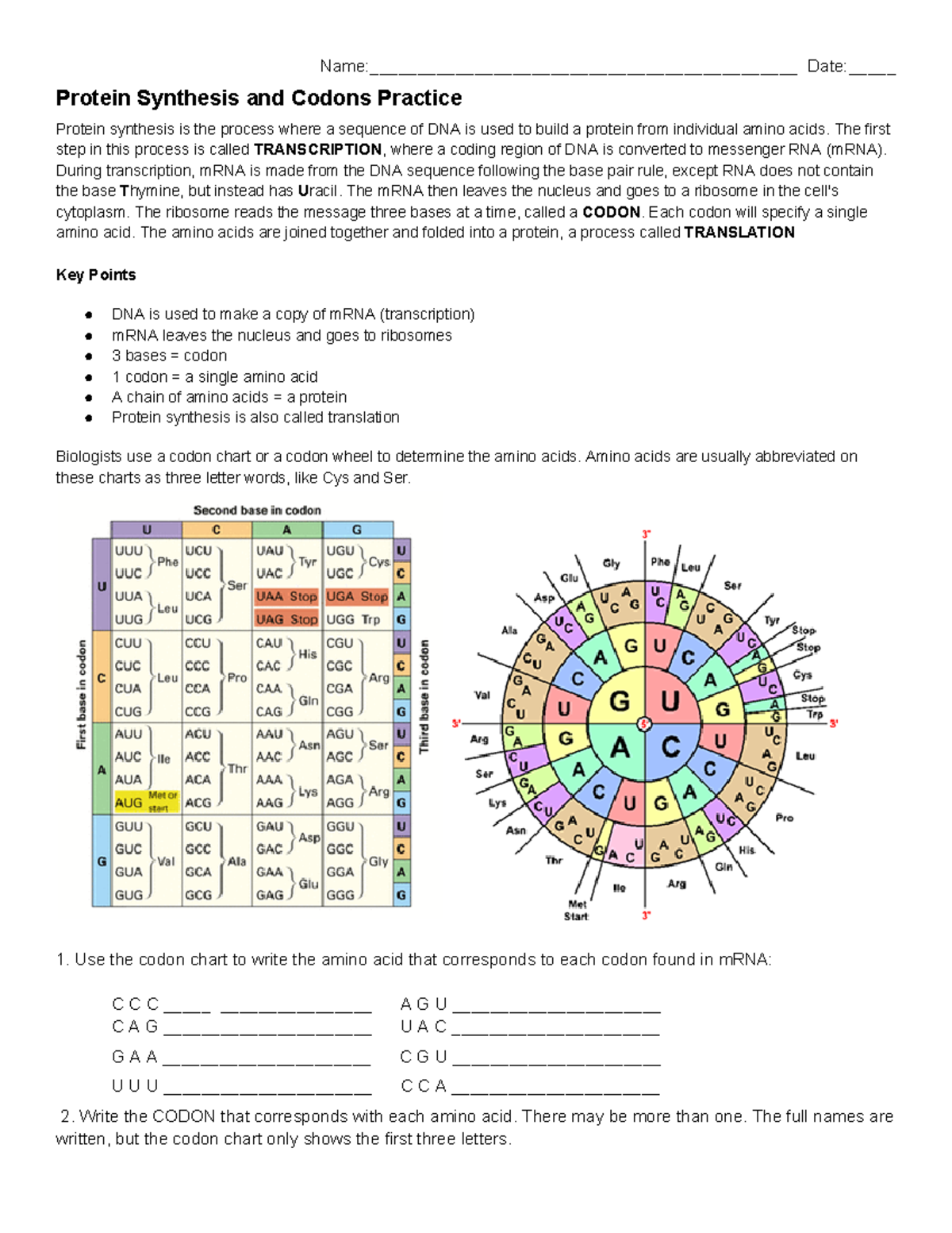 -Protein Synthesis and Codons Practice - Name