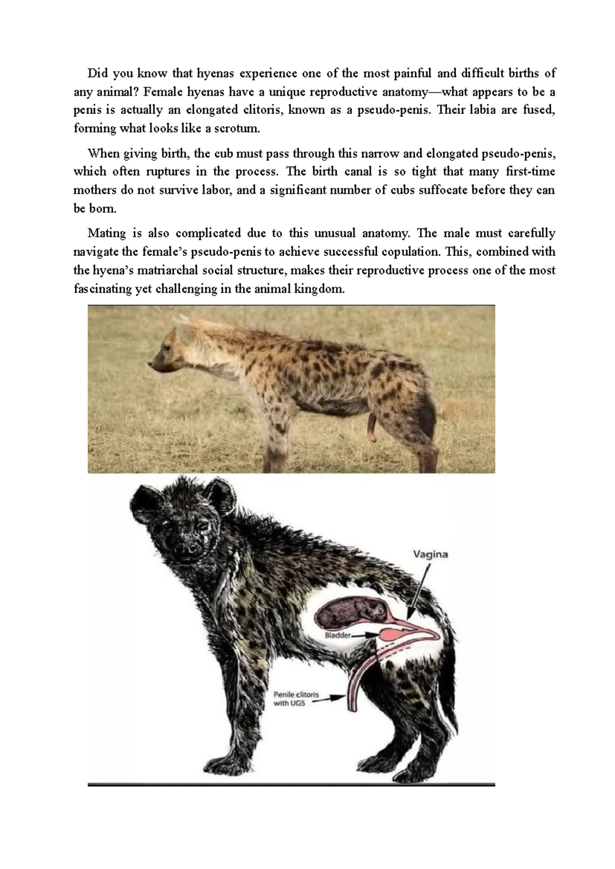 Seksi qizlar porno video