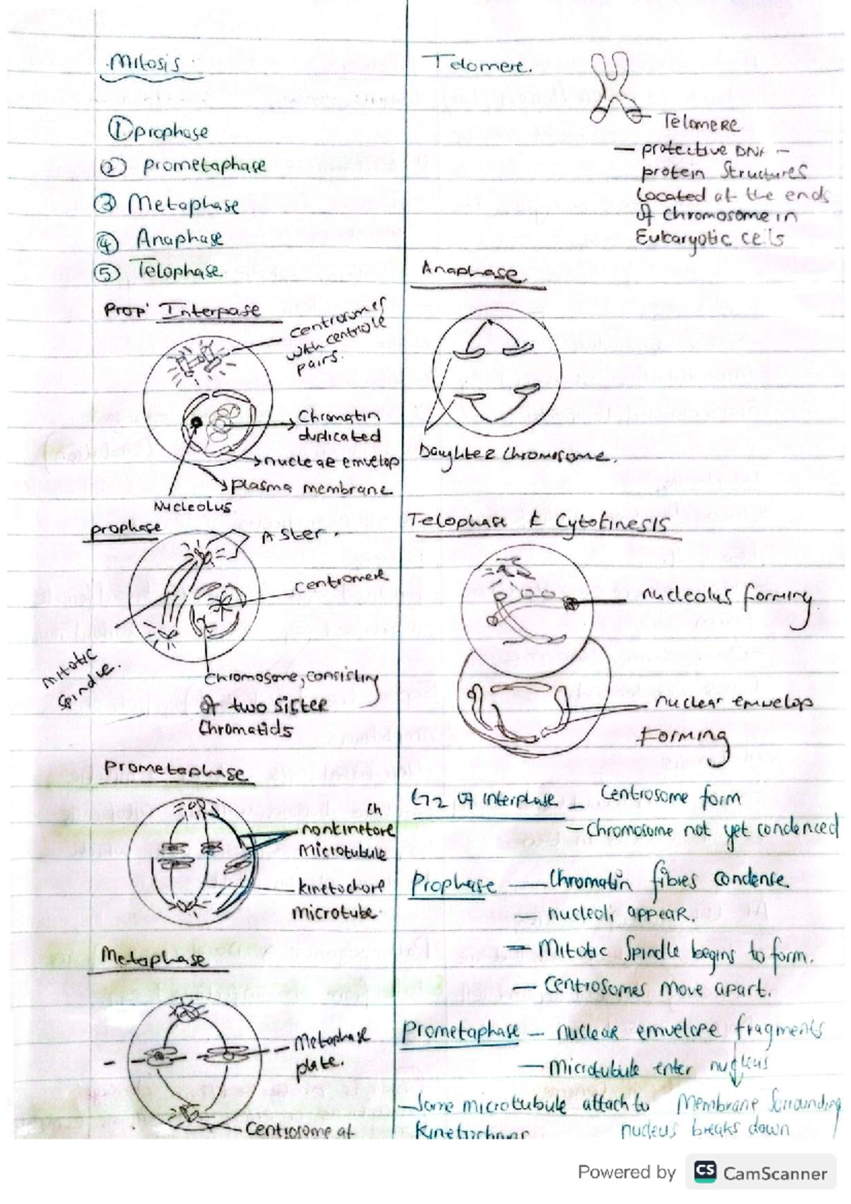 Genetics Concepts and Overview: Key Insights for BIO 101 Students - Studocu
