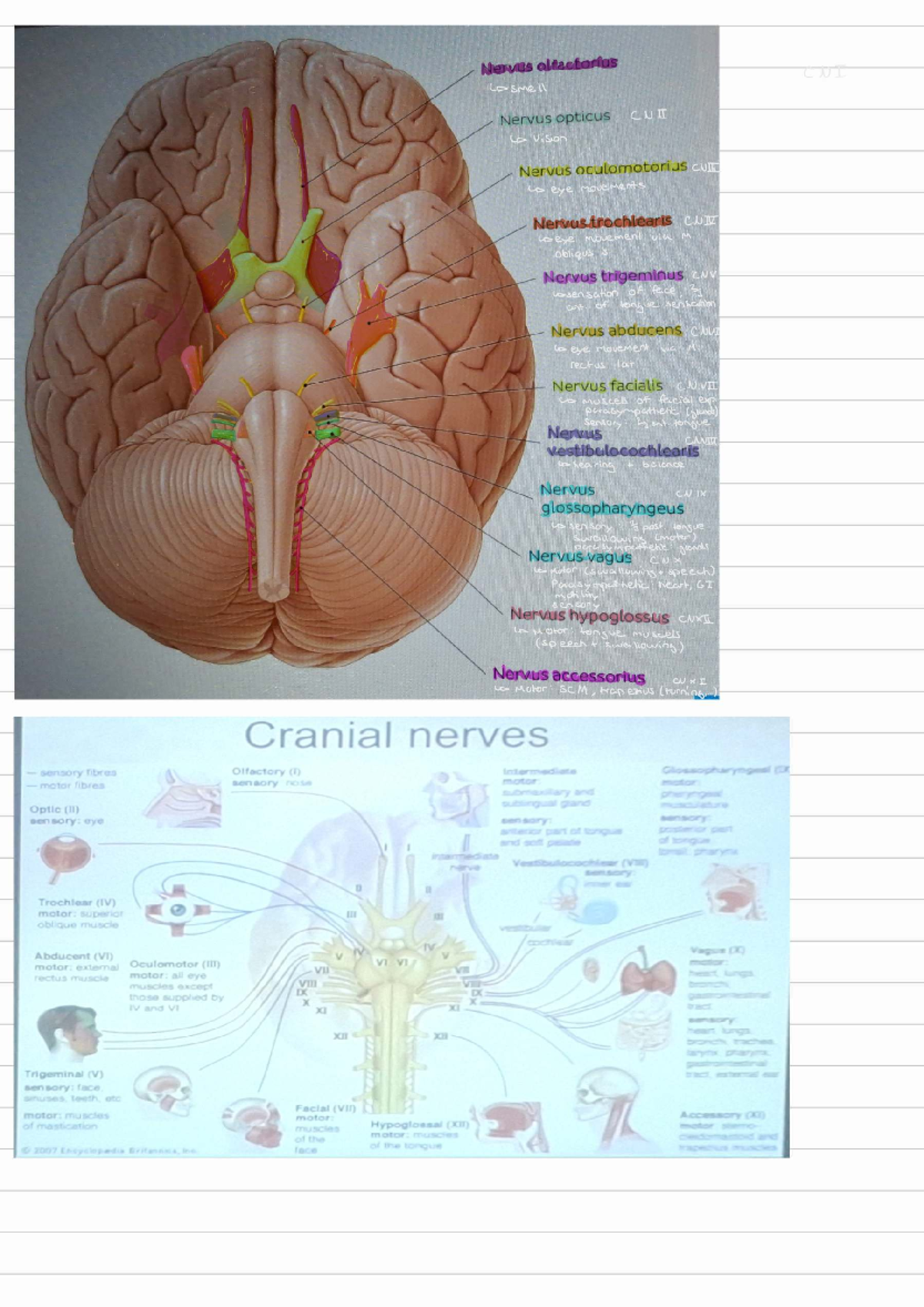 CD sme 11: Overview of the 12 Cranial Nerves and Their Functions - Studocu