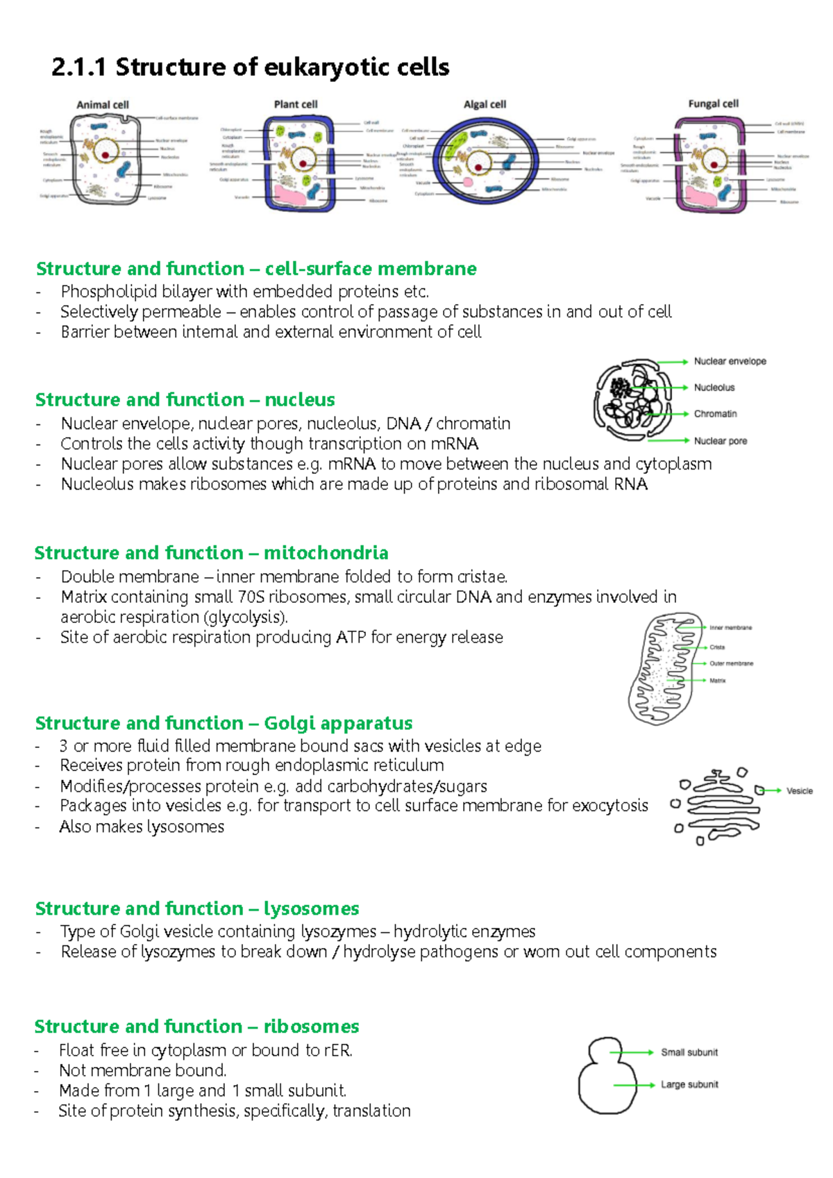 Bio 3 - Comprehensive Cell Structure & Function Summary - Studocu