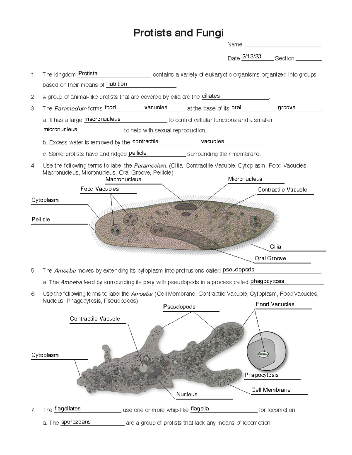 The Amazing Secret Life Of Protists: Unbelievable Coordinated Movement - mahhzuq