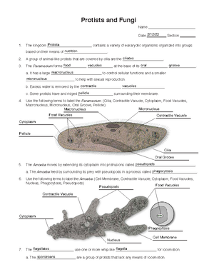 Bacteria Worksheet - Bacteria and Viruses Name ...