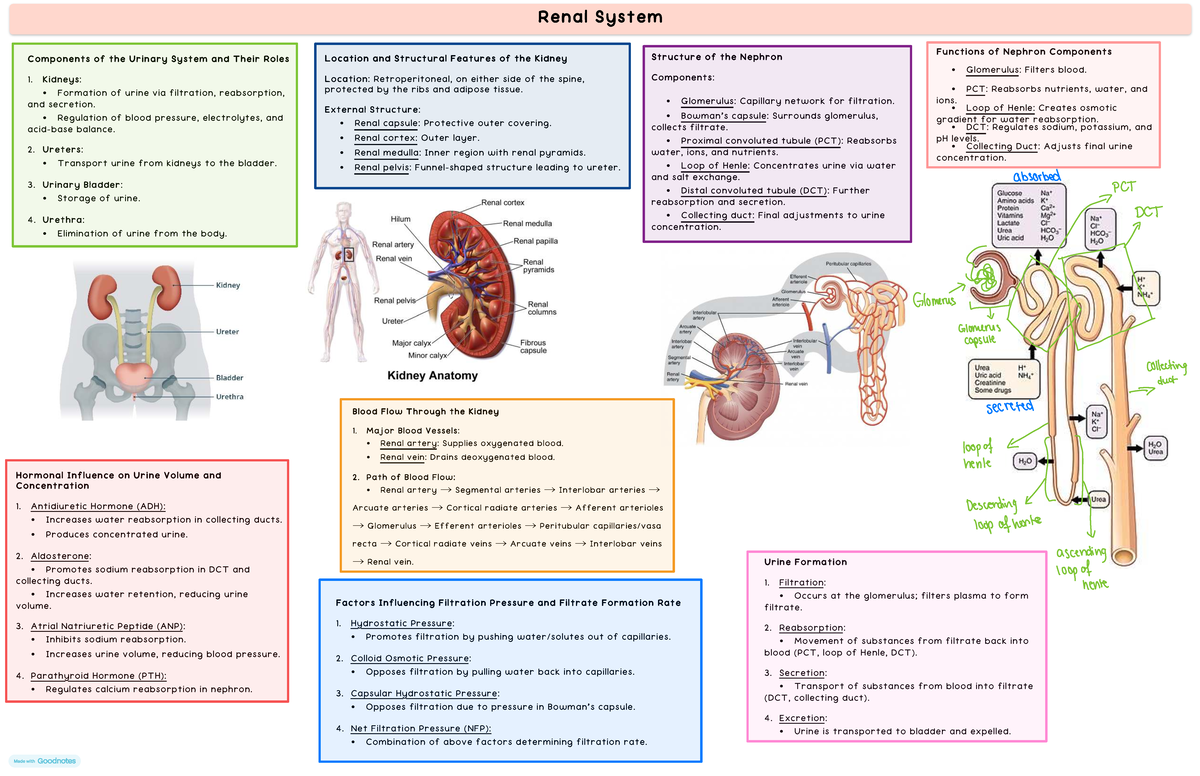 HBS109 - Comprehensive Overview of the Renal System Components - Studocu