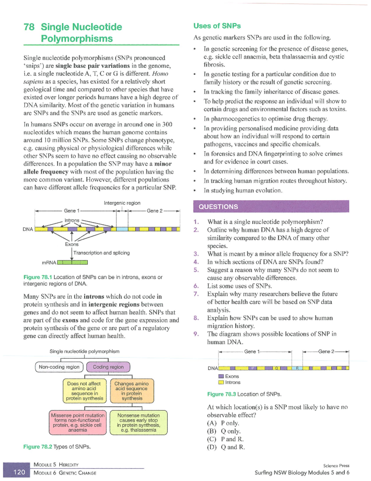 5.4Cii - Surfing SNPs: Understanding Single Nucleotide Polymorphisms ...