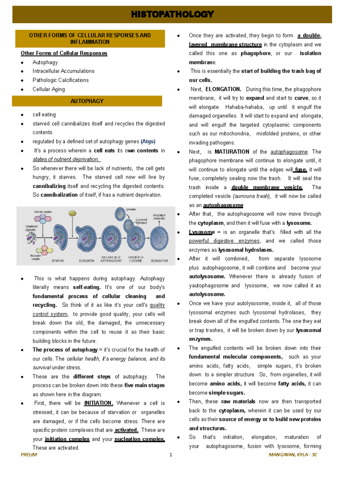 PRELIM 1 MANGAYAN, KYLA 3C HISTOPATHOLOGY: Cellular Responses ...