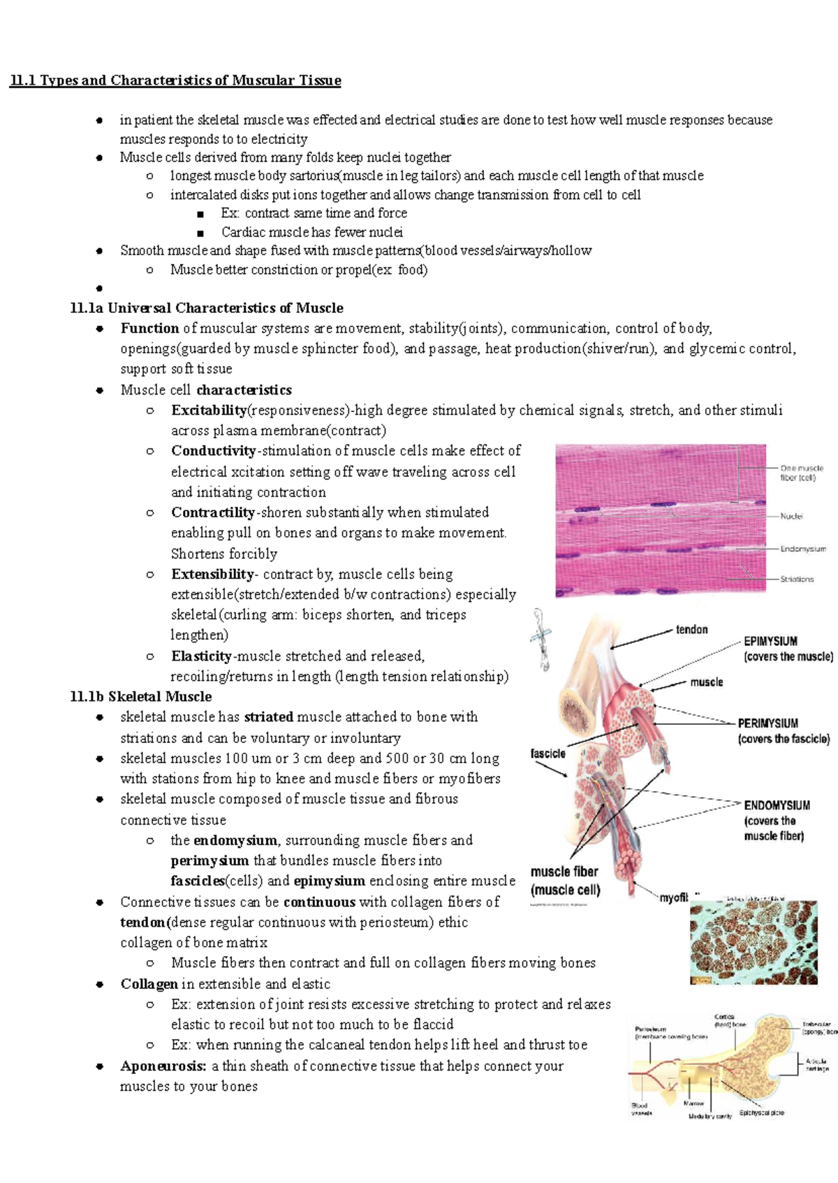 Ch. 11 Muscular Tissue - Key Concepts and Characteristics - Studocu