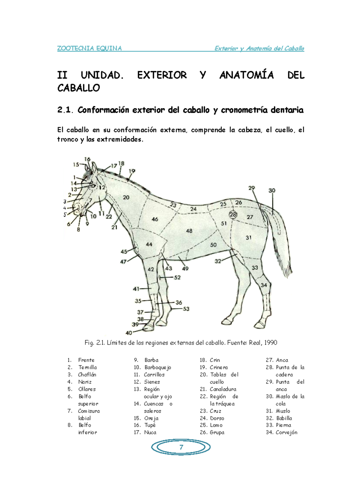 Anatomía y Conformación Exterior del Caballo: Guía Completa - Document Preview