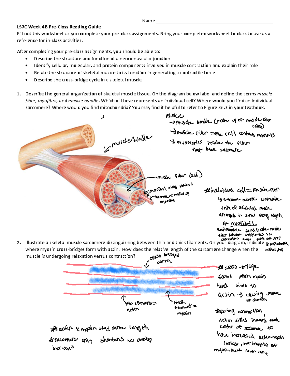 LS7C Week 4B Pre-Class Reading Guide on Muscle Function - Studocu