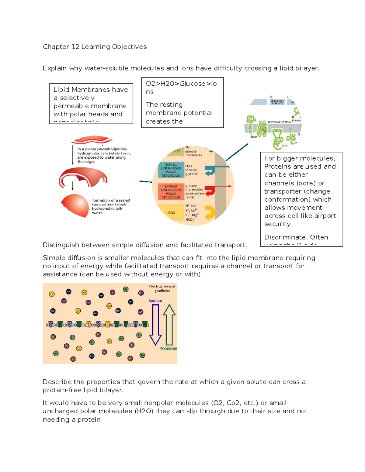Chapter 12 Study Guide: Membrane Transport and Action Potentials - Studocu
