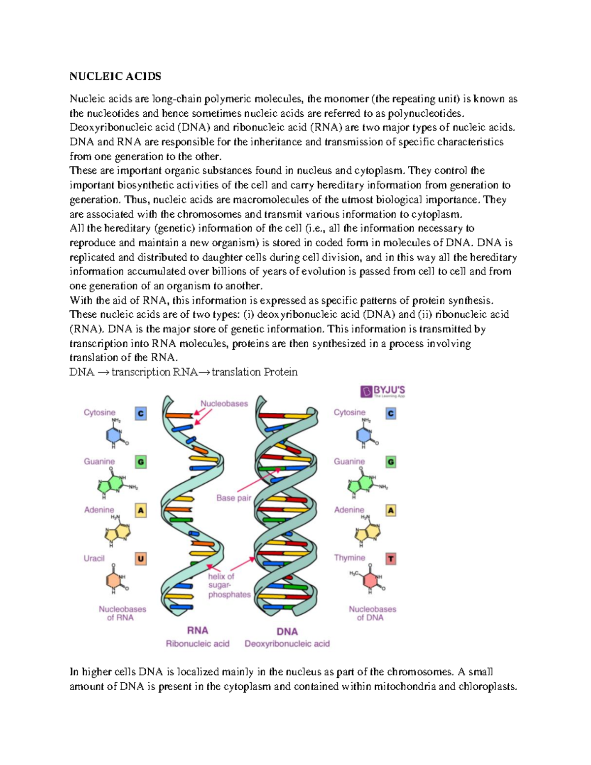 NUC 101: Nucleic Acids Overview and Functions - Studocu