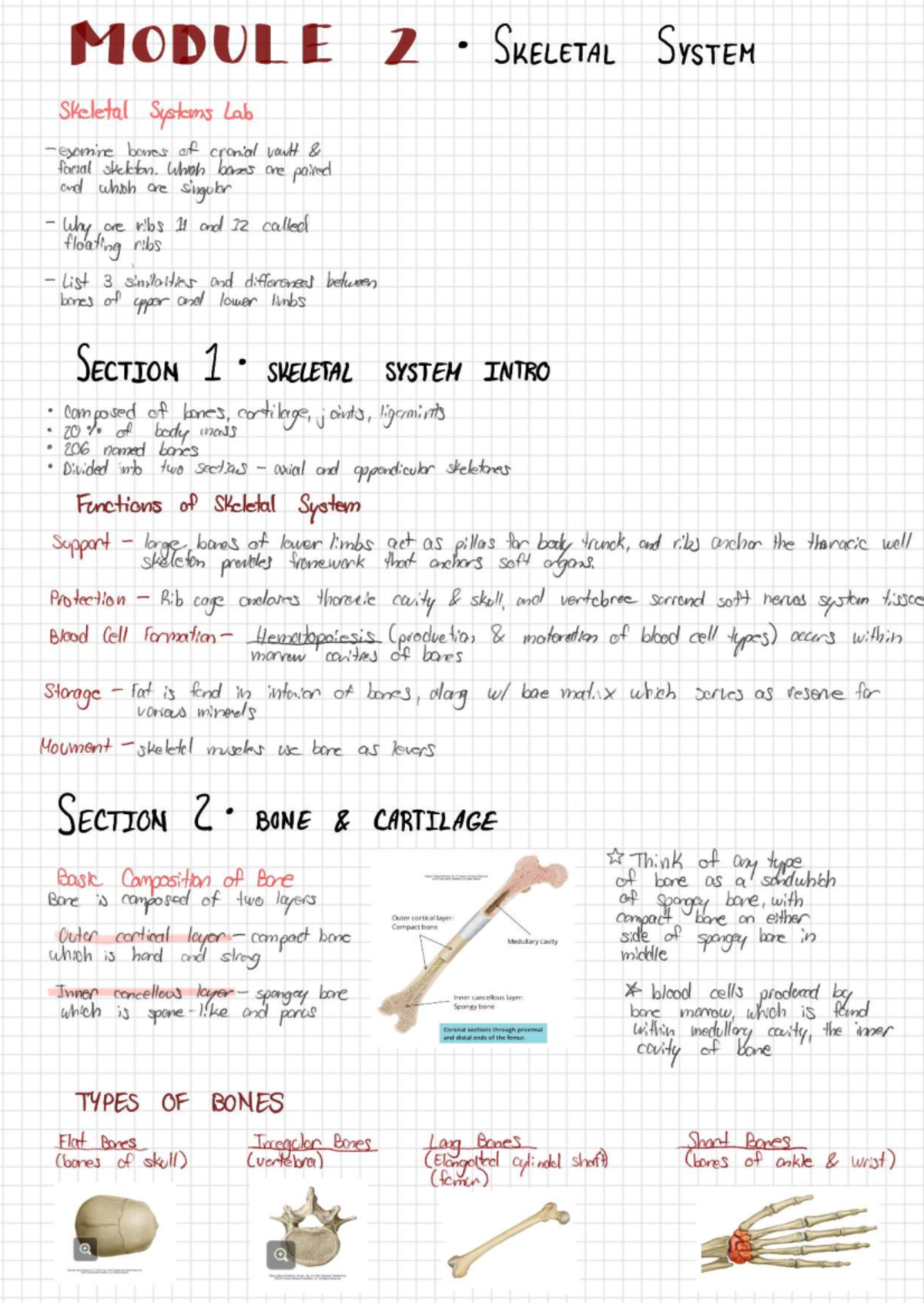 Anatomy 101: Module 2 - Skeletal System Overview and Functions - Studocu