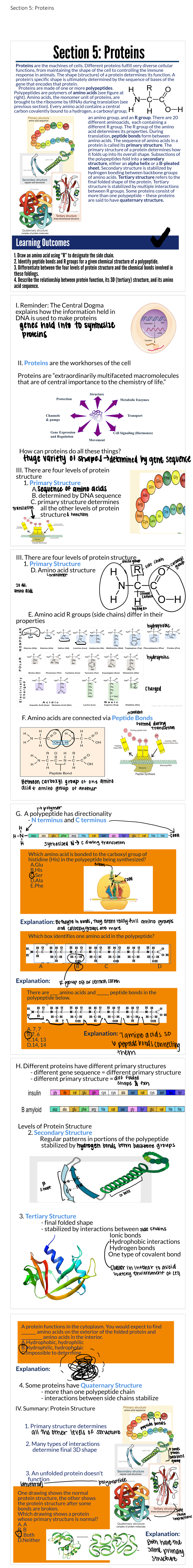 Section 5: Protein Structure and Function in Cellular Biology - Studocu