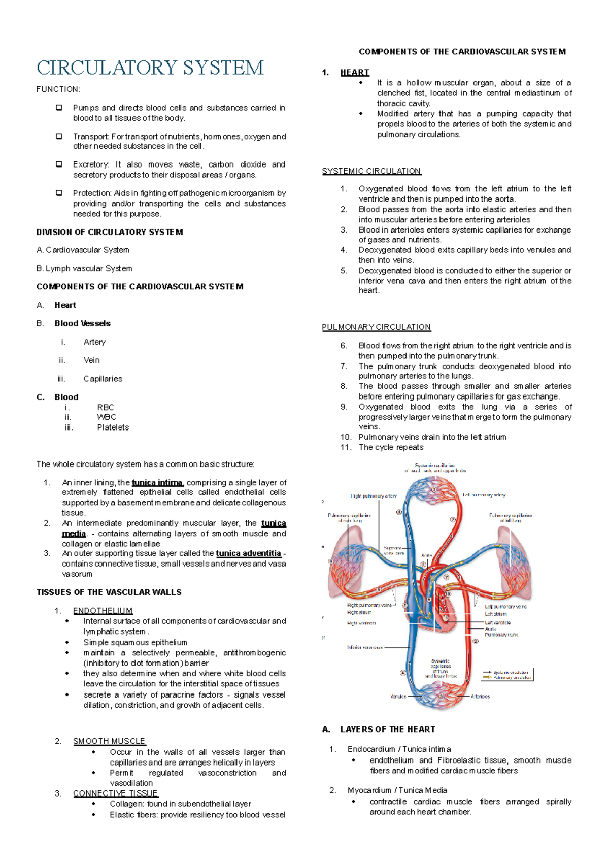 CIRC 101: Comprehensive Overview of the Circulatory System - Studocu