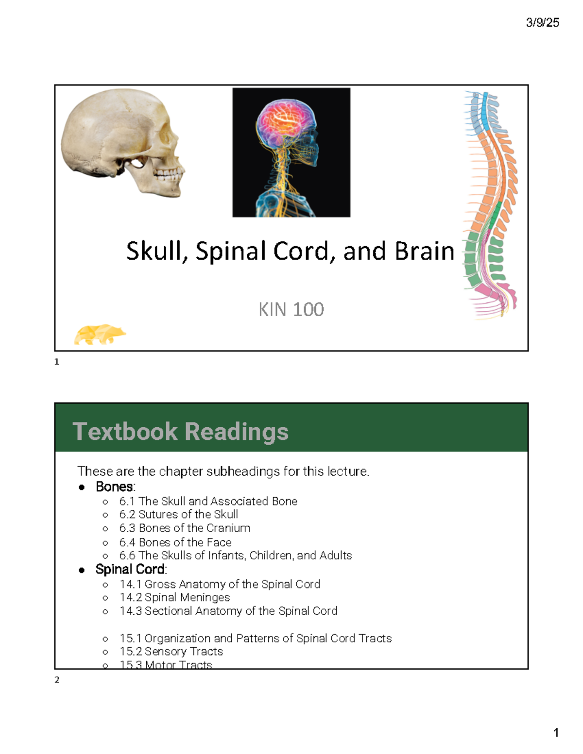 Skull, Spinal Cord, and Brain Overview - KIN 100 Lecture Notes - Skull ...