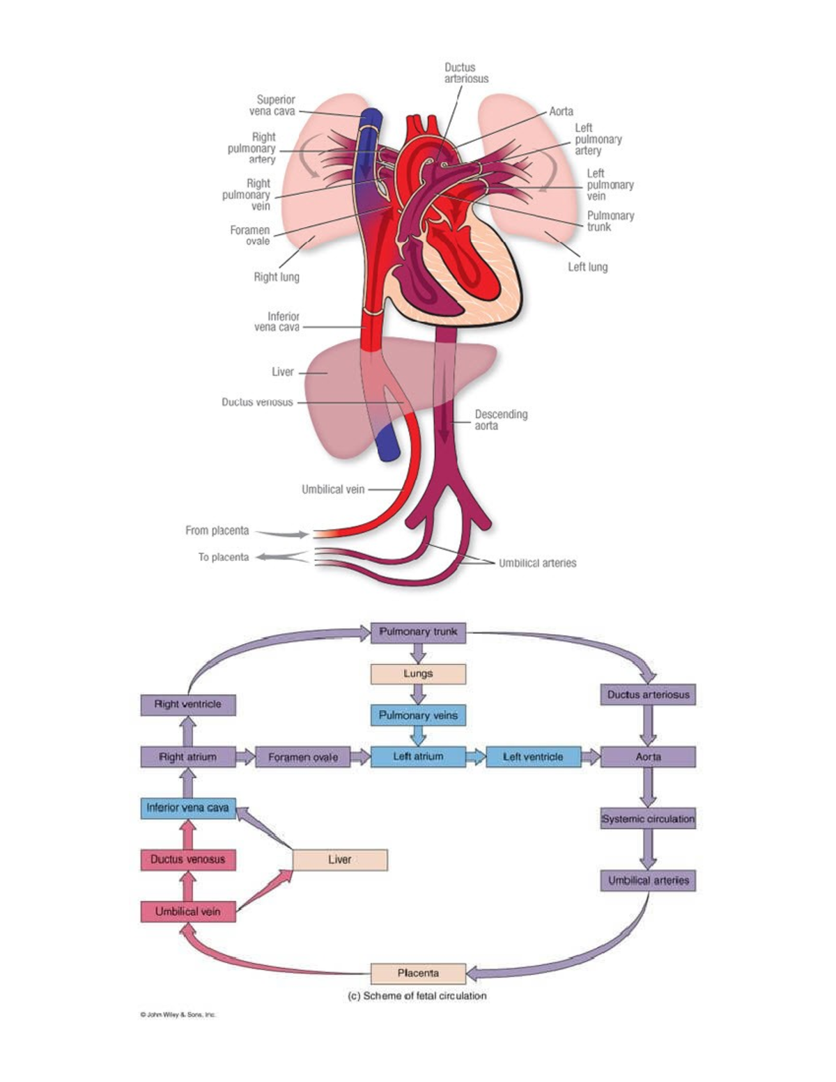 Fetal Circulation Diagram: Key Structures and Pathways - Studocu