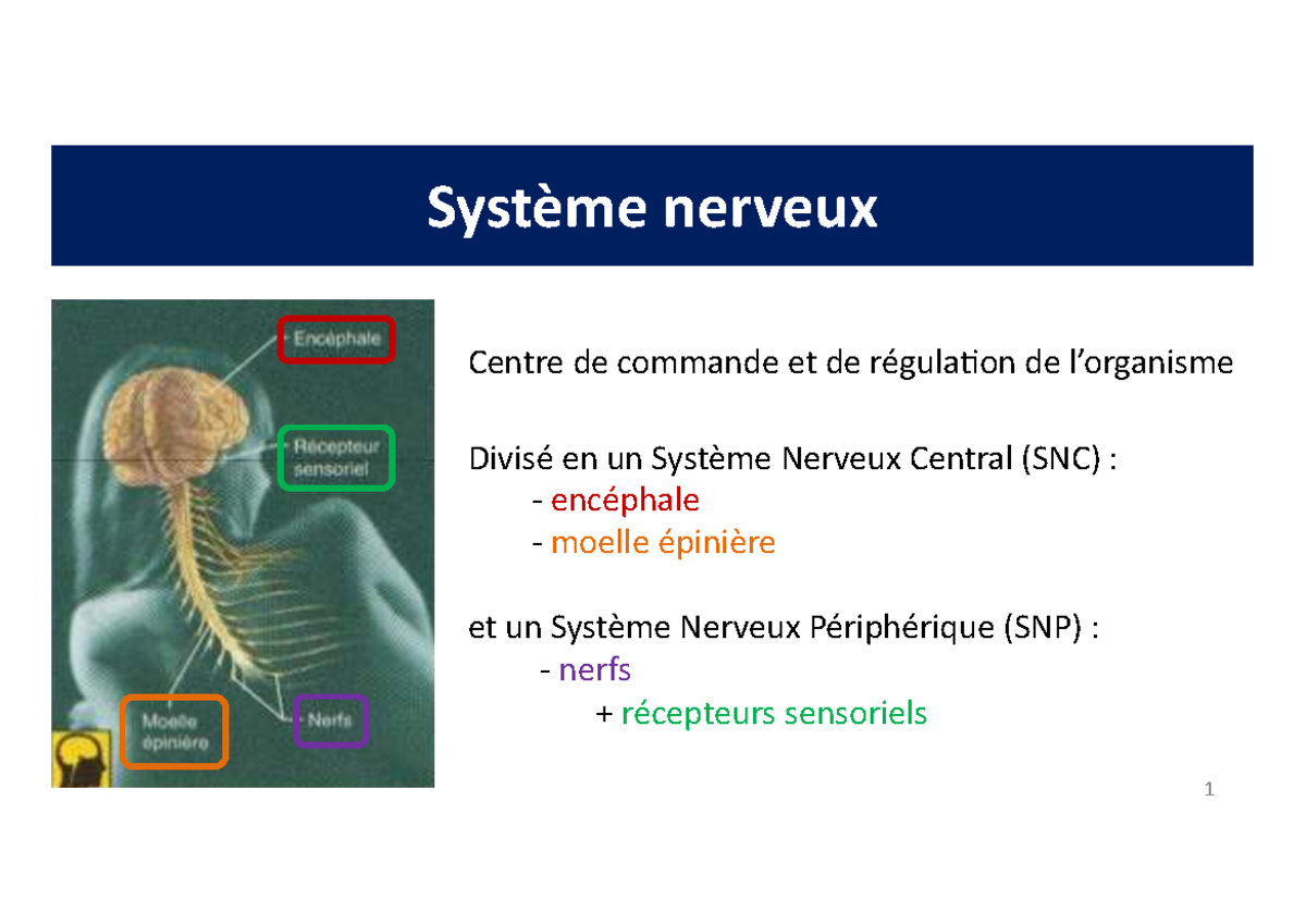 S1 17 Système Nerveux : Structure, Fonctions et Classification - Studocu