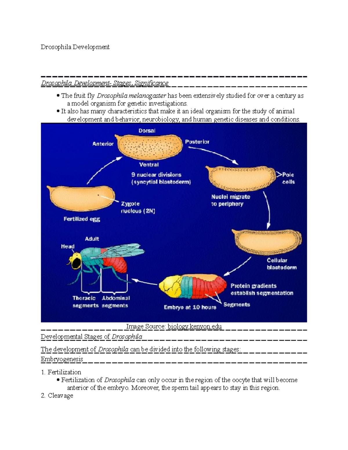 Drosophila Development: Stages and Significance Overview - Studocu