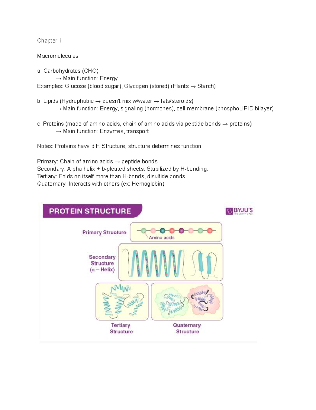 Chapter 1 & 3 - Bio Notes on Macromolecules & Bacteria - Studocu