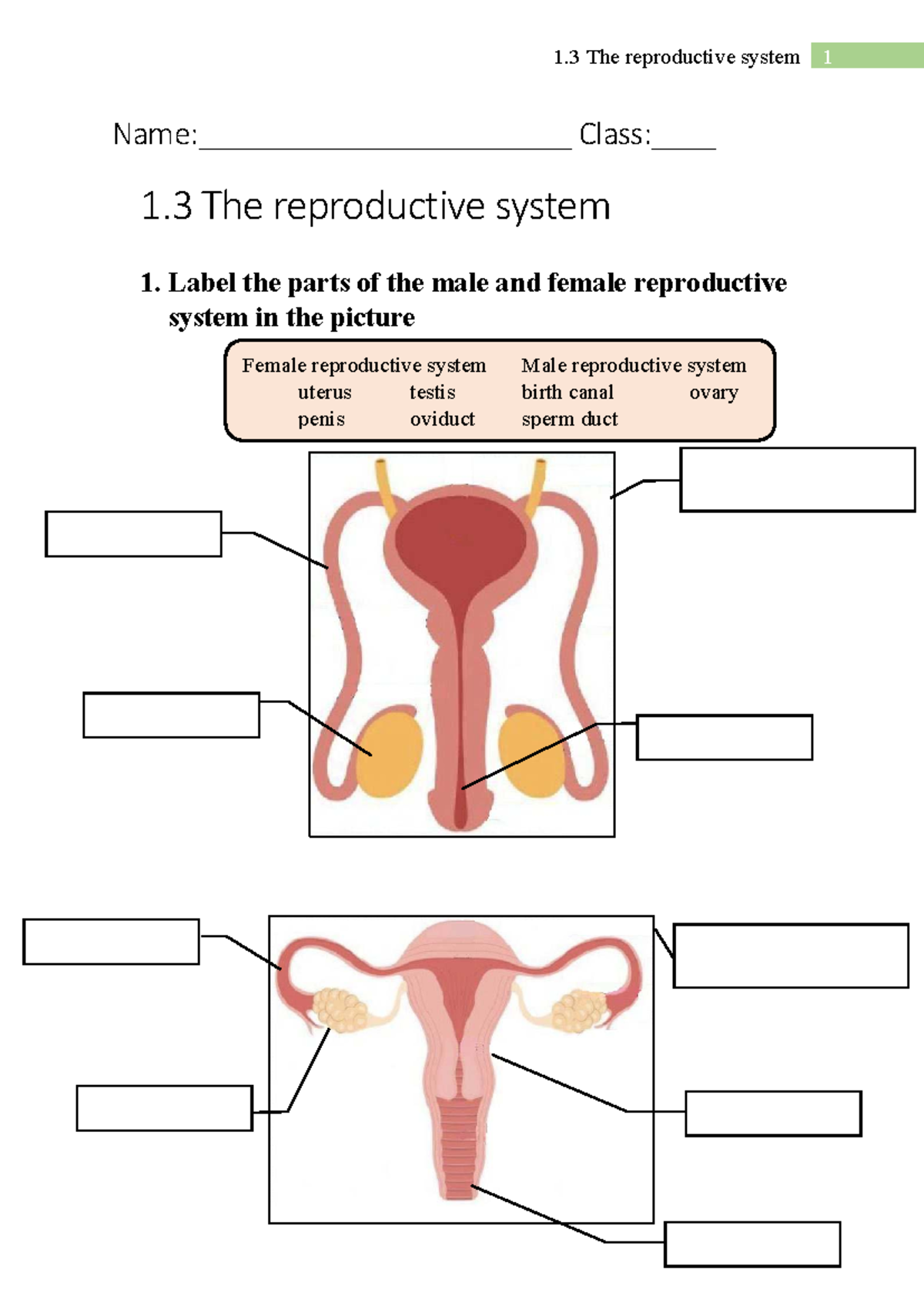 1.3 The Reproductive System: Changes During Puberty (Unit 1 Y6) - Studocu