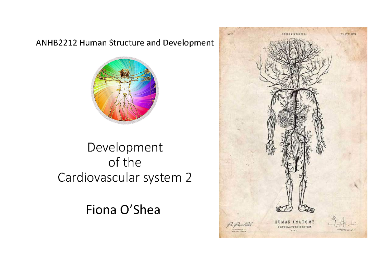 Development of cardiovascular system 2 - Development of the ...