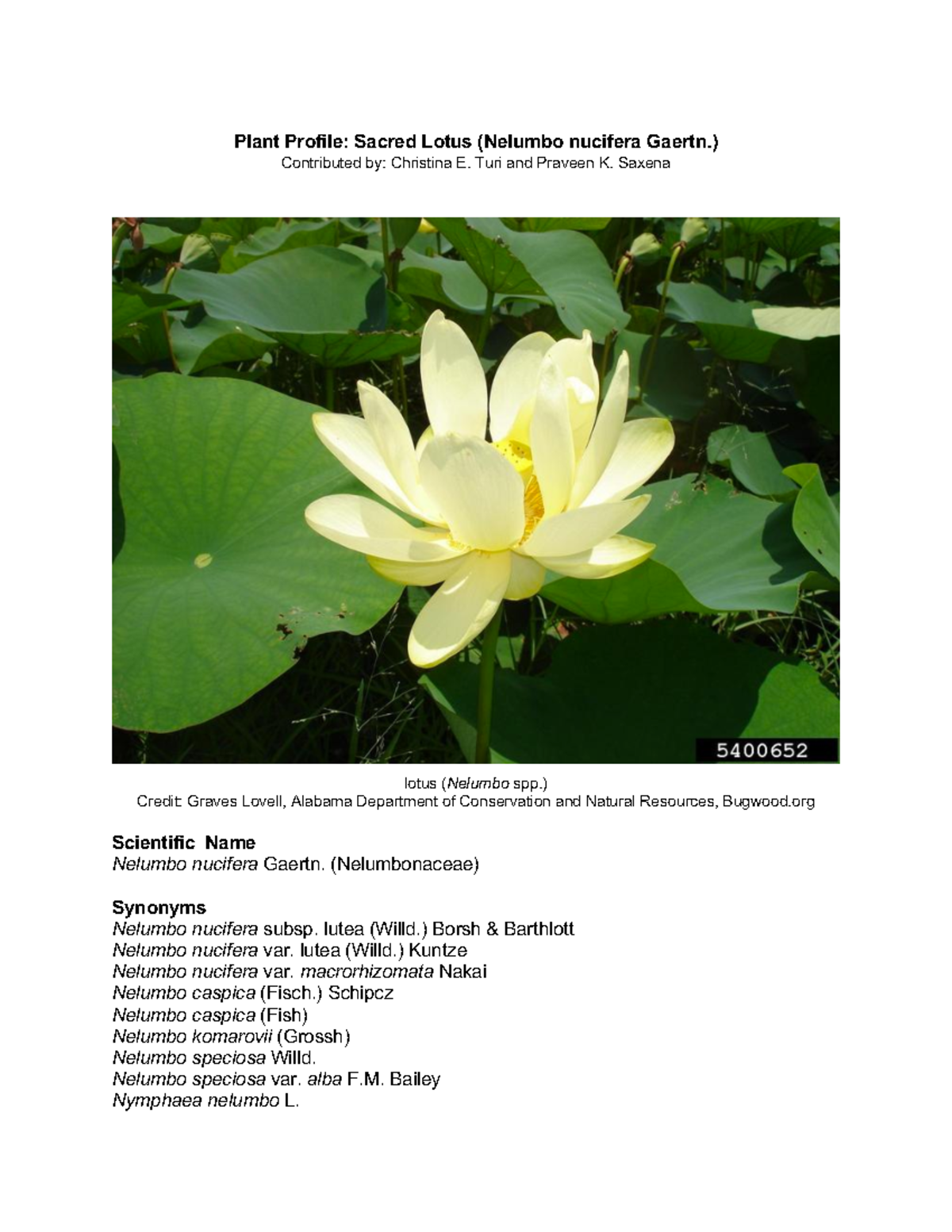 Assignment 2 Plant Profile for Sacred Lotus - Plant Profile: Sacred ...