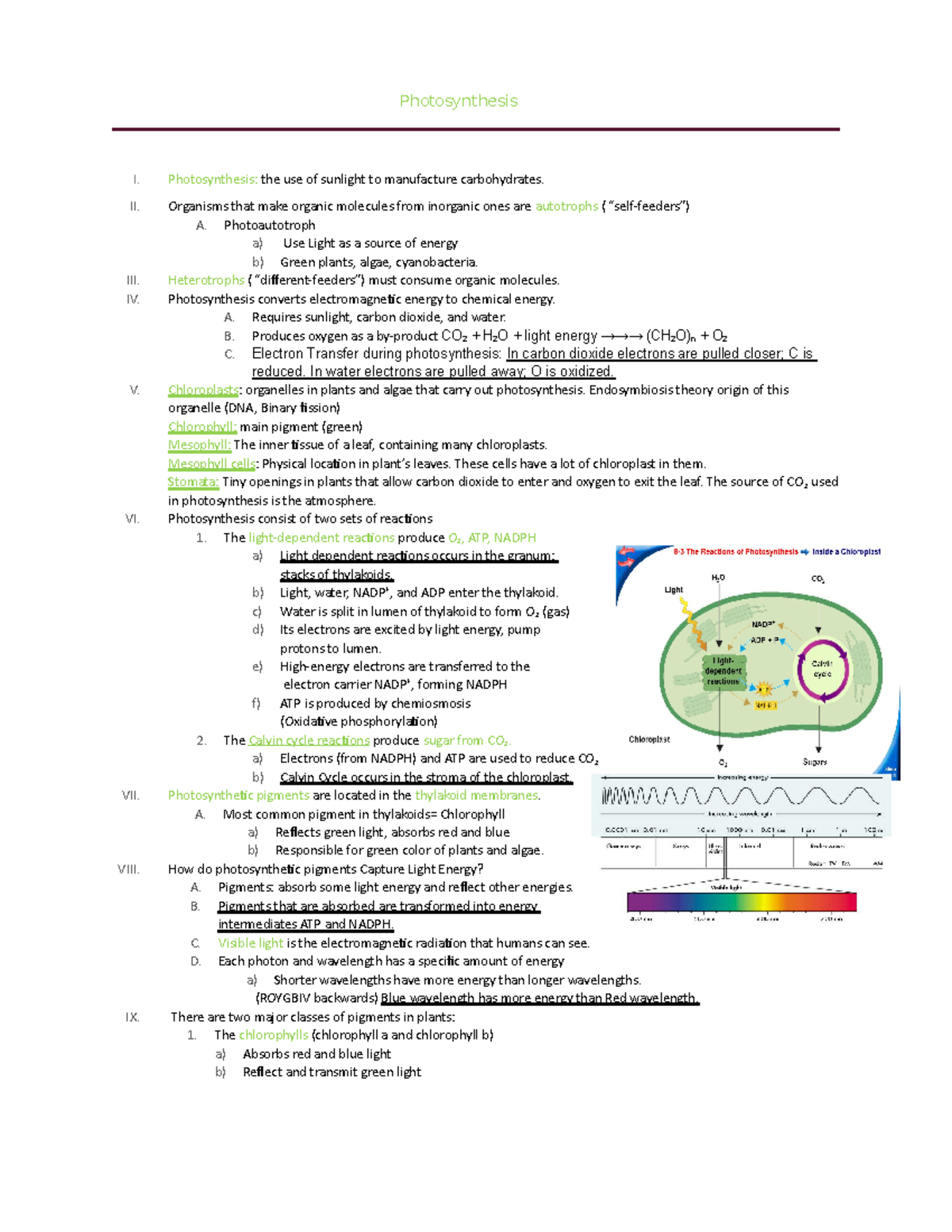 Photosynthesis Study Notes - Course Code: BIO101 - Studocu