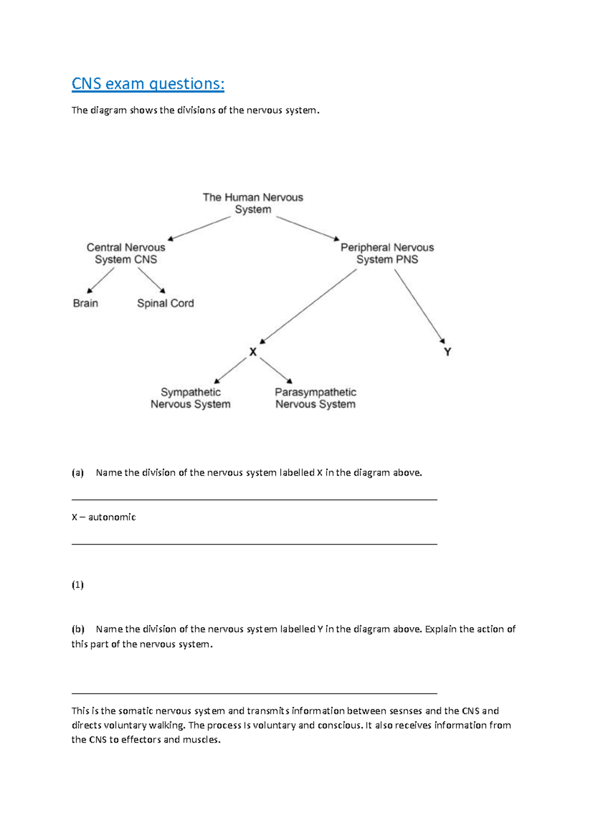 Biopsych 101: Nervous System Exam Questions and Answers - Studocu