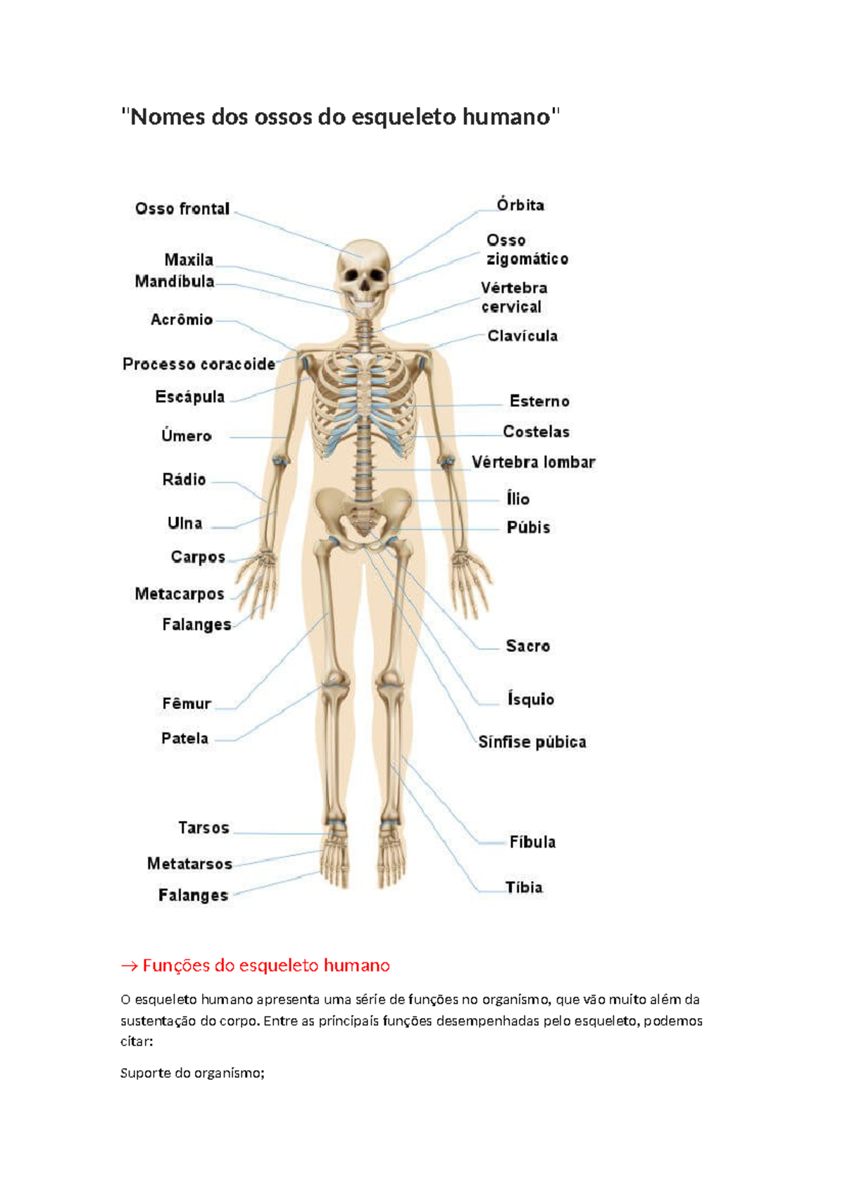 nomes-dos-ossos-do-esqueleto-humano-estrutura-e-fun-es-essenciais