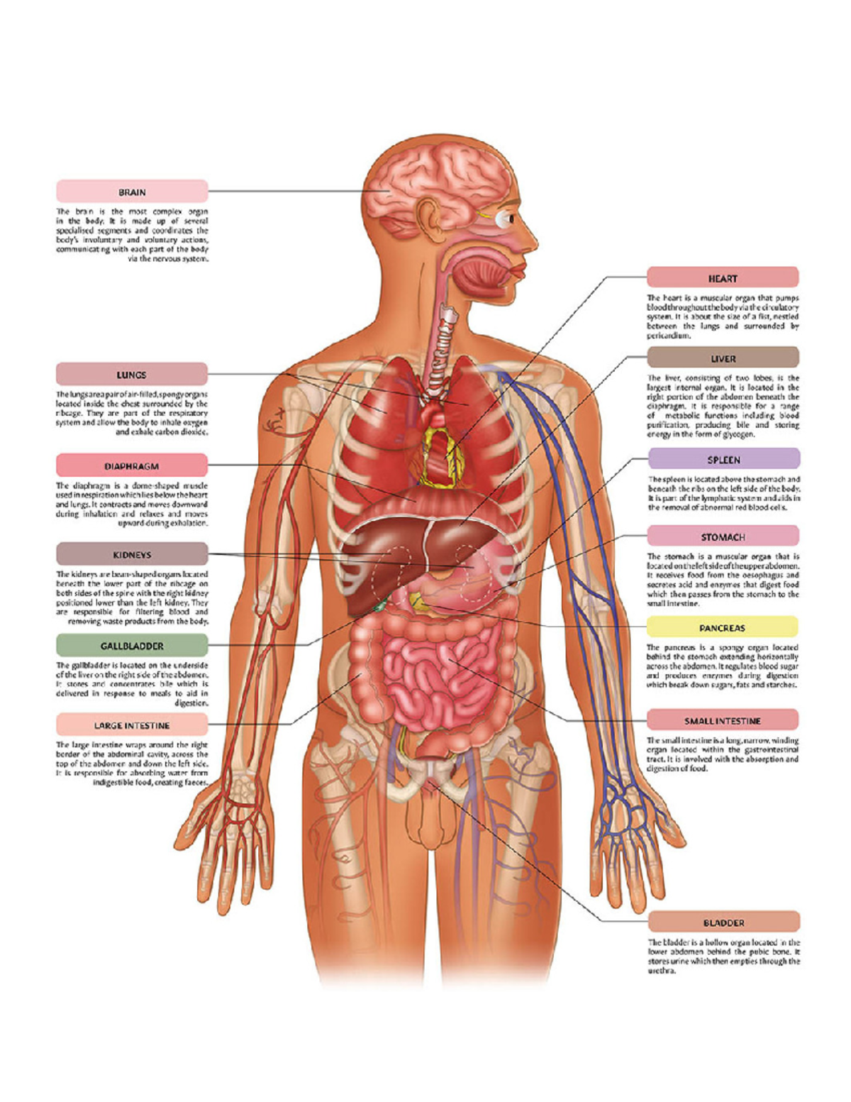 Human anatomi - BRAIN The brain is the most complex organ in the body ...