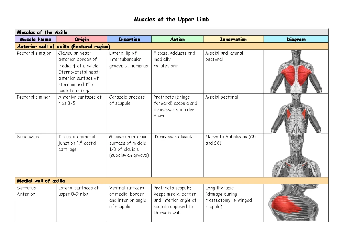 MUSCLE CHART: Upper Extremity Muscles - Study Notes for Anatomy - Studocu