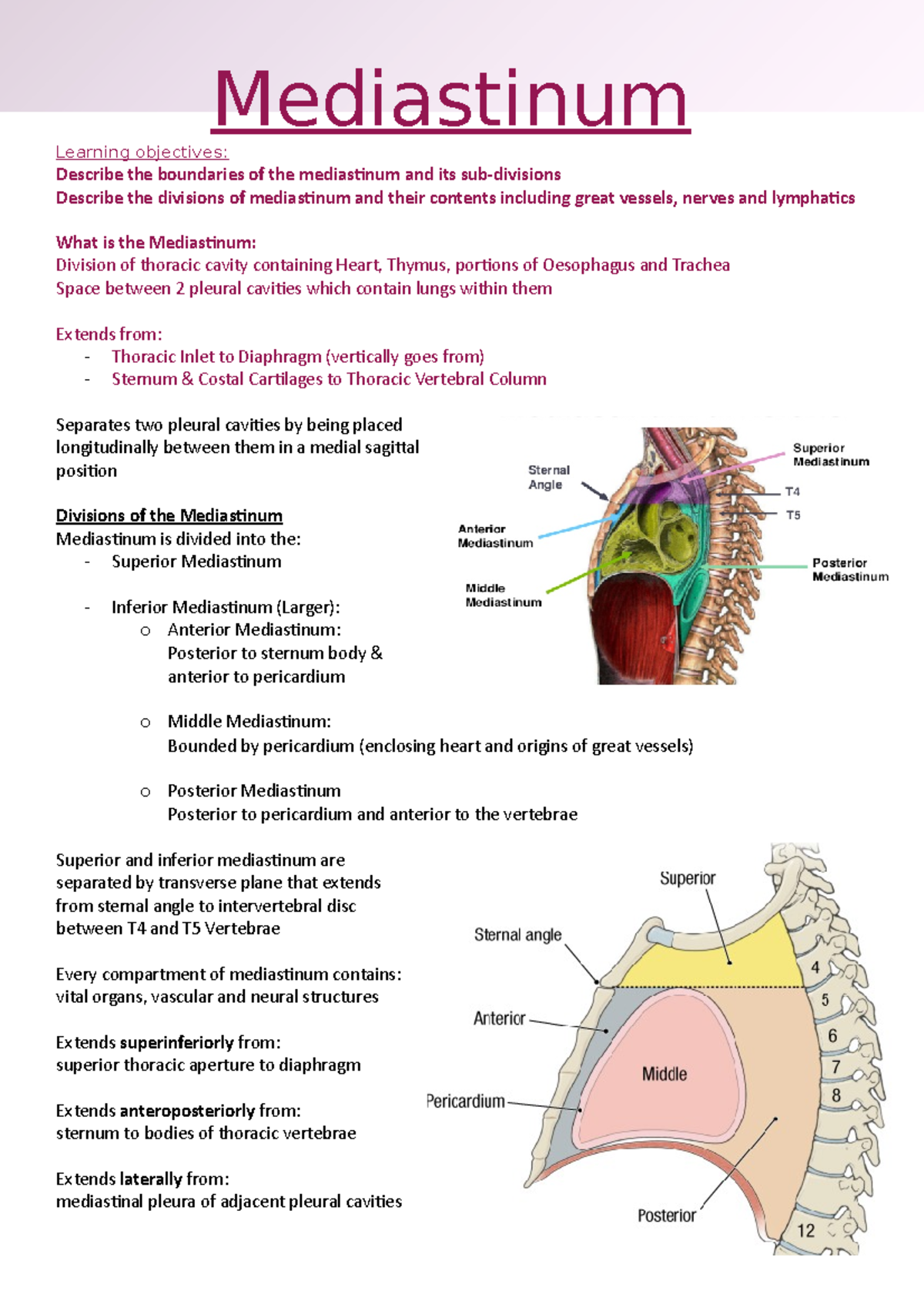 Superior And Inferior Mediastinum Boundaries