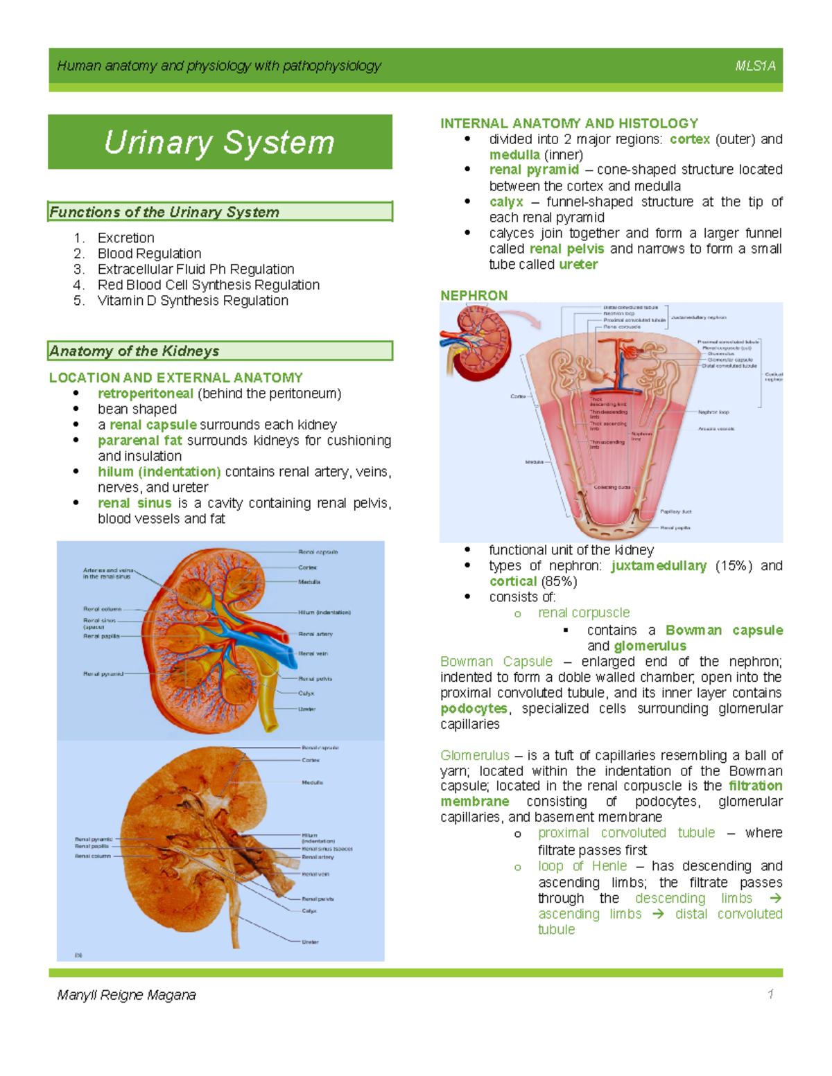 Anatomy and Function of the Urinary System - ANAPY 101 Lecture Notes ...