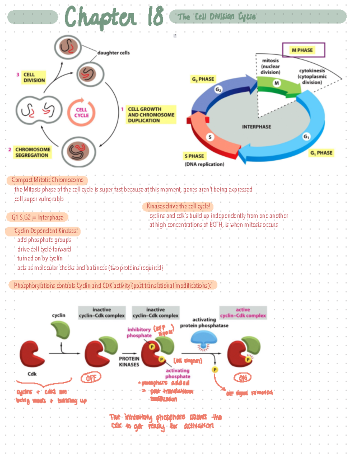 Cell Biology Notes: Mitosis and Apoptosis Insights (Chapter 18) - Studocu