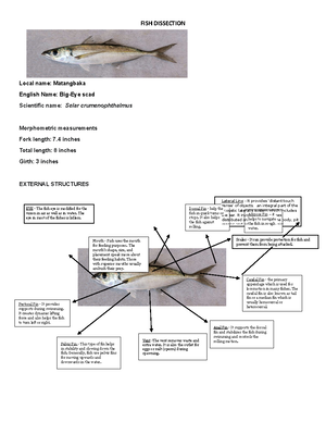 Corpo- Final - PRACTICAL EXERICISES No. 2 Corporation and Basic ...