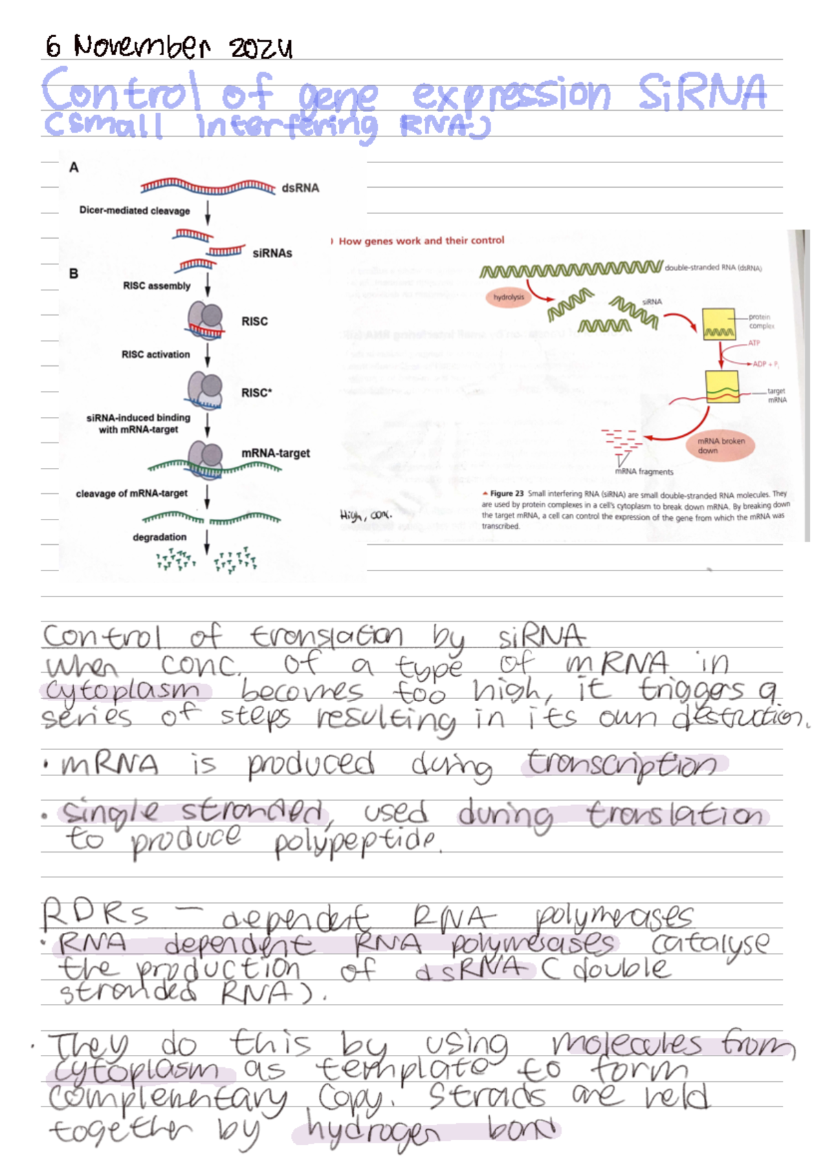 [AS] Control of Gene Expression: RNA Interference & siRNA Mechanisms ...