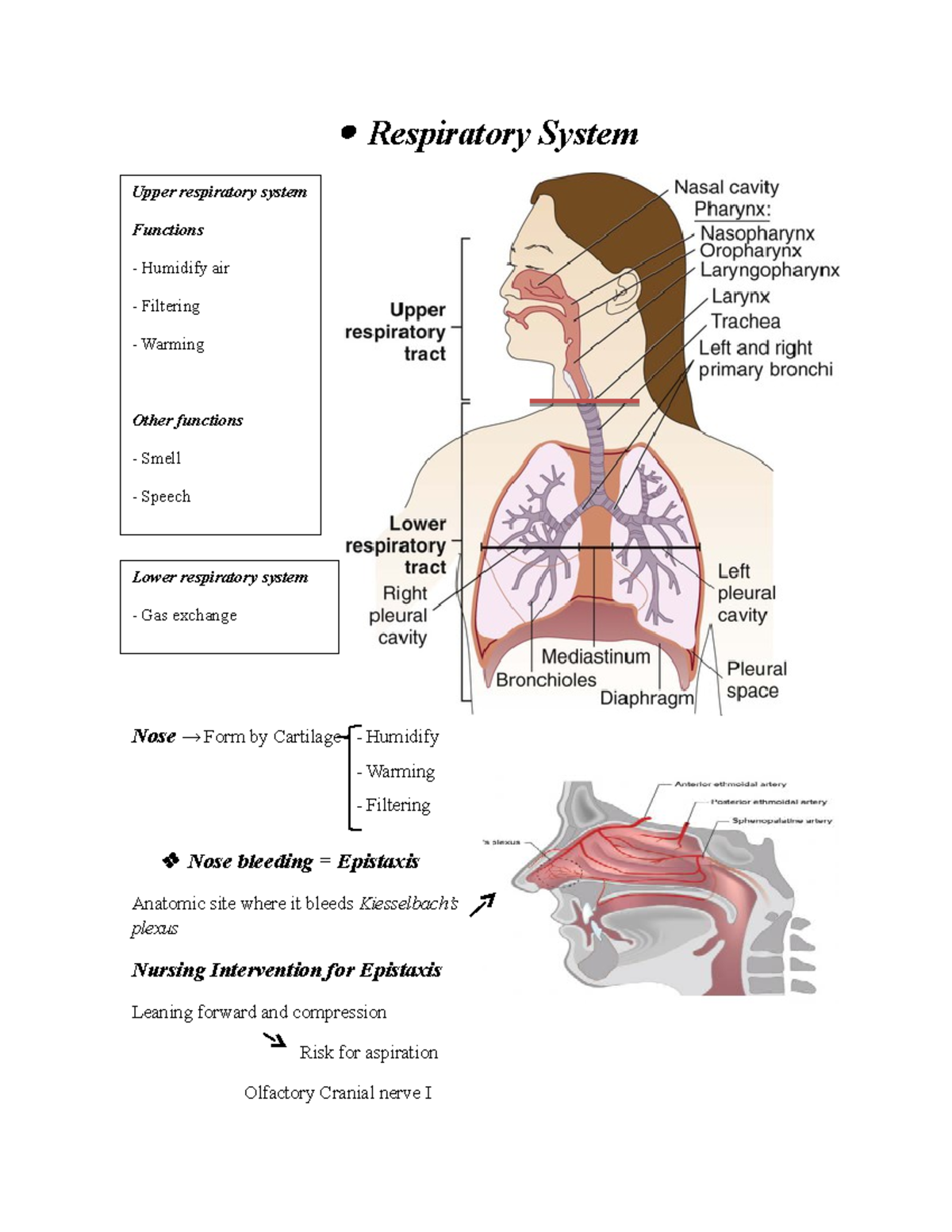 Respiratory System NCLEX Review Notes - Studocu