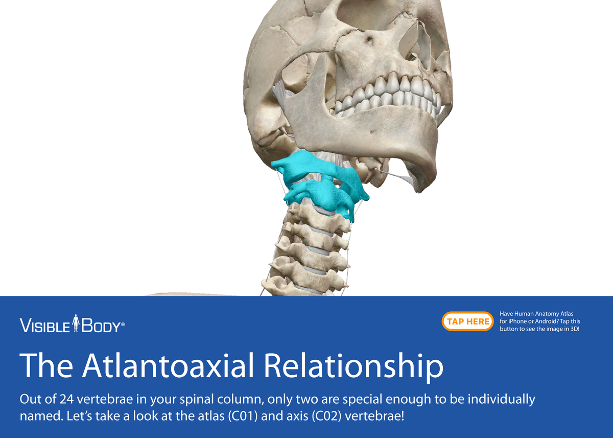 Function Of Atlas And Axis Vertebrae