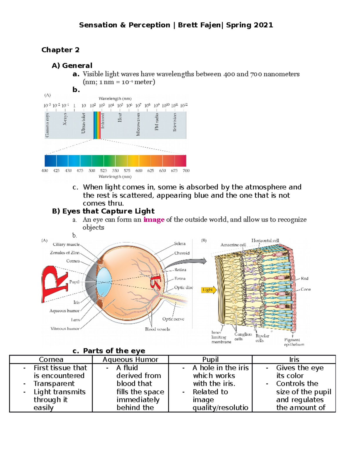 Sensation & Perception (Psych 101) Chapter 2 Textbook Study Notes - Studocu
