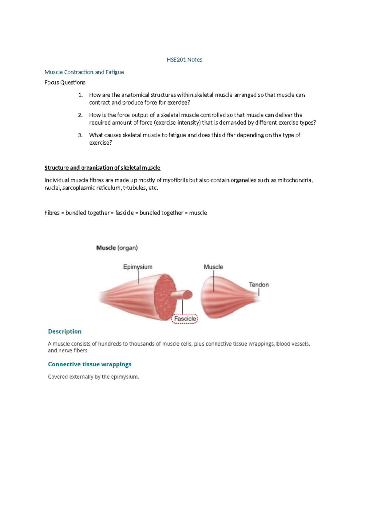 HSE201 Final Exam Notes: Muscle Contraction & Fatigue Insights - Studocu